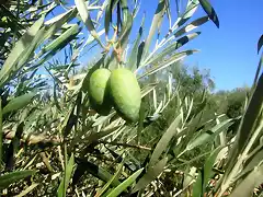 maana de higos, aceituna ee cornezuelo