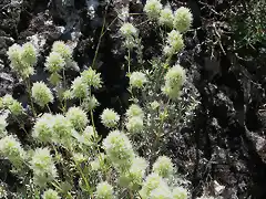 Thymus mastichina