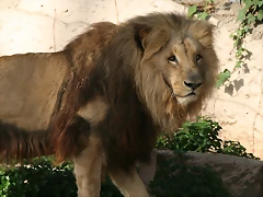 Zoo de Barcelona 09-03-11 127 Zoo de Barcelona 09-03-11 127