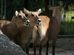 Zoo Berlin 25-06-11 1257 Zoo Berlin 25-06-11 1257