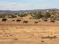 02, vacas hacia el ro, marca