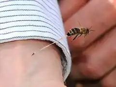 abeja-picacadura