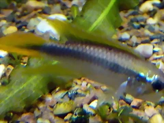 Apistogramma agassizii 3 Apistogramma agassizii 3