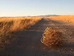 tumbleweed