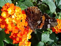 otra de Lantana otra de Lantana