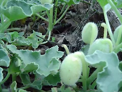 Ecballium elaterium Ecballium elaterium