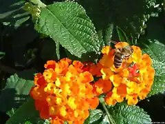 Lantana camara