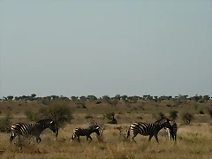 Kruger National Park 28-31 mayo 2009 1029 Kruger National Park 28-31 mayo 2009 1029