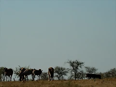 Kruger National Park 28-31 mayo 2009 1018 Kruger National Park 28-31 mayo 2009 1018