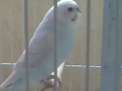 perico nuevo