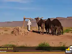 CAMELS