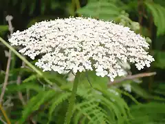 daucus carota