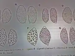 formas de las esporas en Hebeloma