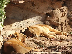 Zoo de Barcelona 25-12-11 411 Zoo de Barcelona 25-12-11 411