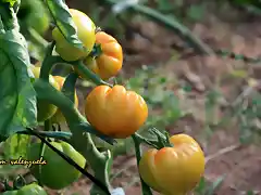 tomates en la mata, marca