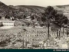 TRILLO Repoblaci?n, atendida con riegos, de Pinus halepensis, Pinus pinea, Cupresus piramidalis y frondosas diversas. Al fondo a la izquierda, rodal de encina aclarado y podado convenientemente