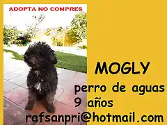 MOGLY Cadiz