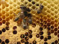 abejas