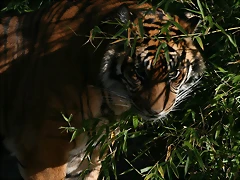 Zoo de Barcelona 04-12-2010 937