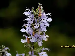 16, romero en flor, marca