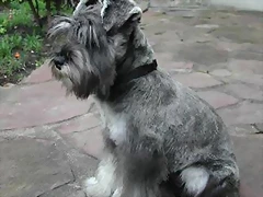 schnauzer-miniatura1