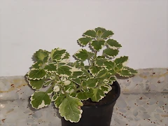 P2200066