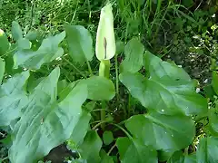 arum cylindraceum