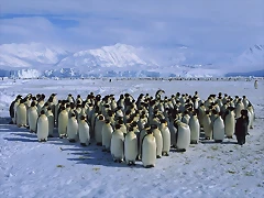 Emperor Penguin Colony, Cape Roget, Ross Sea, Antarctica Emperor Penguin Colony, Cape Roget, Ross Sea, Antarctica