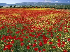 Endless Poppies, Spain Endless Poppies, Spain