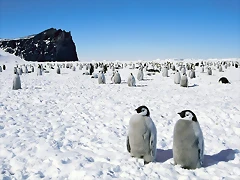 Emperor Penguins, Antarctica Emperor Penguins, Antarctica