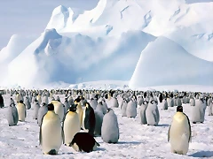 Emperor Penguins, Weddell Sea, Antarctica Emperor Penguins, Weddell Sea, Antarctica