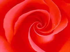 Eternal Bloom Eternal Bloom