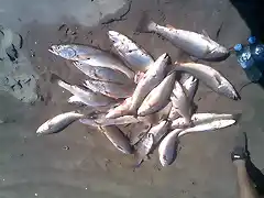 la pesca