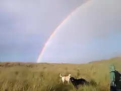 perros+puente+arcoiris