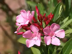 014, flor de la adelfa