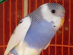 Nueva 2 Nueva 2