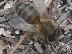 abeja5