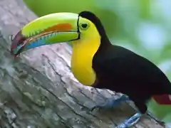 mini_kell-billed_toucan__barro_colorado_island__panama-1600-x1200-300x225