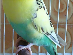 Periquita-Pluma