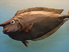 Naso tuberosus (15-9-21 Naturhistorisches Museum Wien) Naso tuberosus (15-9-21 Naturhistorisches Museum Wien)
