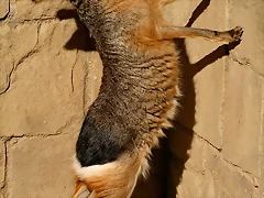 Zoo de Barcelona 23-01-11 534 Zoo de Barcelona 23-01-11 534