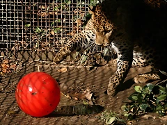 Zoo de Barcelona 23-01-11 654 Zoo de Barcelona 23-01-11 654