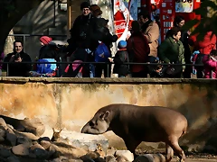 Zoo de Barcelona 23-01-11 590 Zoo de Barcelona 23-01-11 590