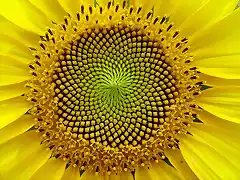 girasol