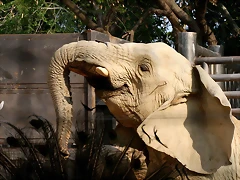Zoo de Barcelona 30-04-11 i 01-05-11 220