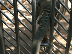 Zoo de Barcelona 30-04-11 i 01-05-11 006
