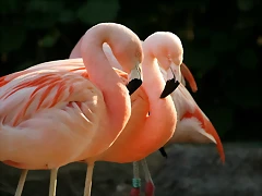 Zoo de Barcelona 30-04-11 i 01-05-11 273
