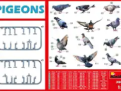 Pigeons 1