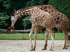 Zoo Berlin 25-06-11 1356 Zoo Berlin 25-06-11 1356