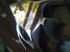Pterophyllum scalare (8-7-12 Acuario Fluvial de Zaragoza) Pterophyllum scalare (8-7-12 Acuario Fluvial de Zaragoza)